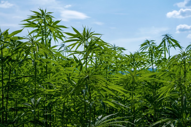 CBD American Shaman - Health and Wellness, THC & Dispensary in Richmond, TX (4)