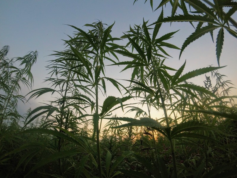 CBD American Shaman - Health and Wellness, THC & Dispensary in Richmond, TX (5)