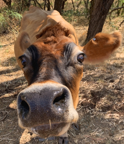 Cattle Drive Cafe & Bull Bar in Coleman, TX (4)
