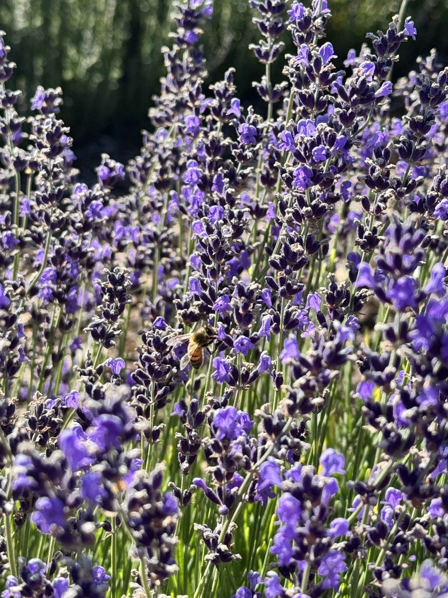 Filoli Historic House & World-Class Garden in Woodside, CA (6)