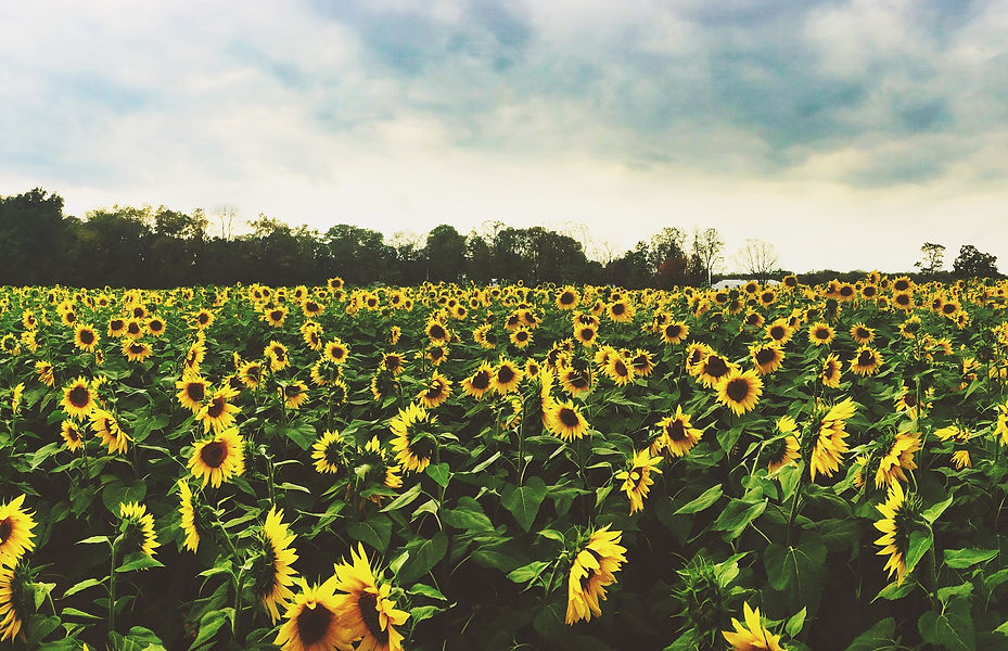 Peifer Orchards in Yellow Springs, OH (2)