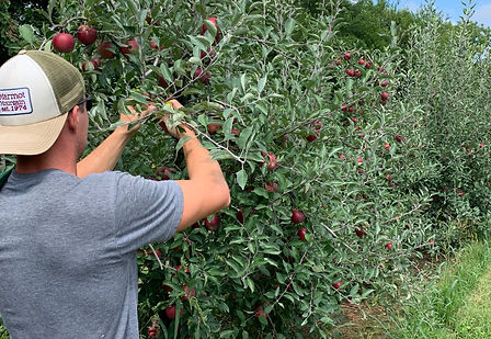 Peifer Orchards in Yellow Springs, OH (4)