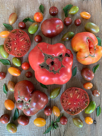 Peifer Orchards in Yellow Springs, OH (5)