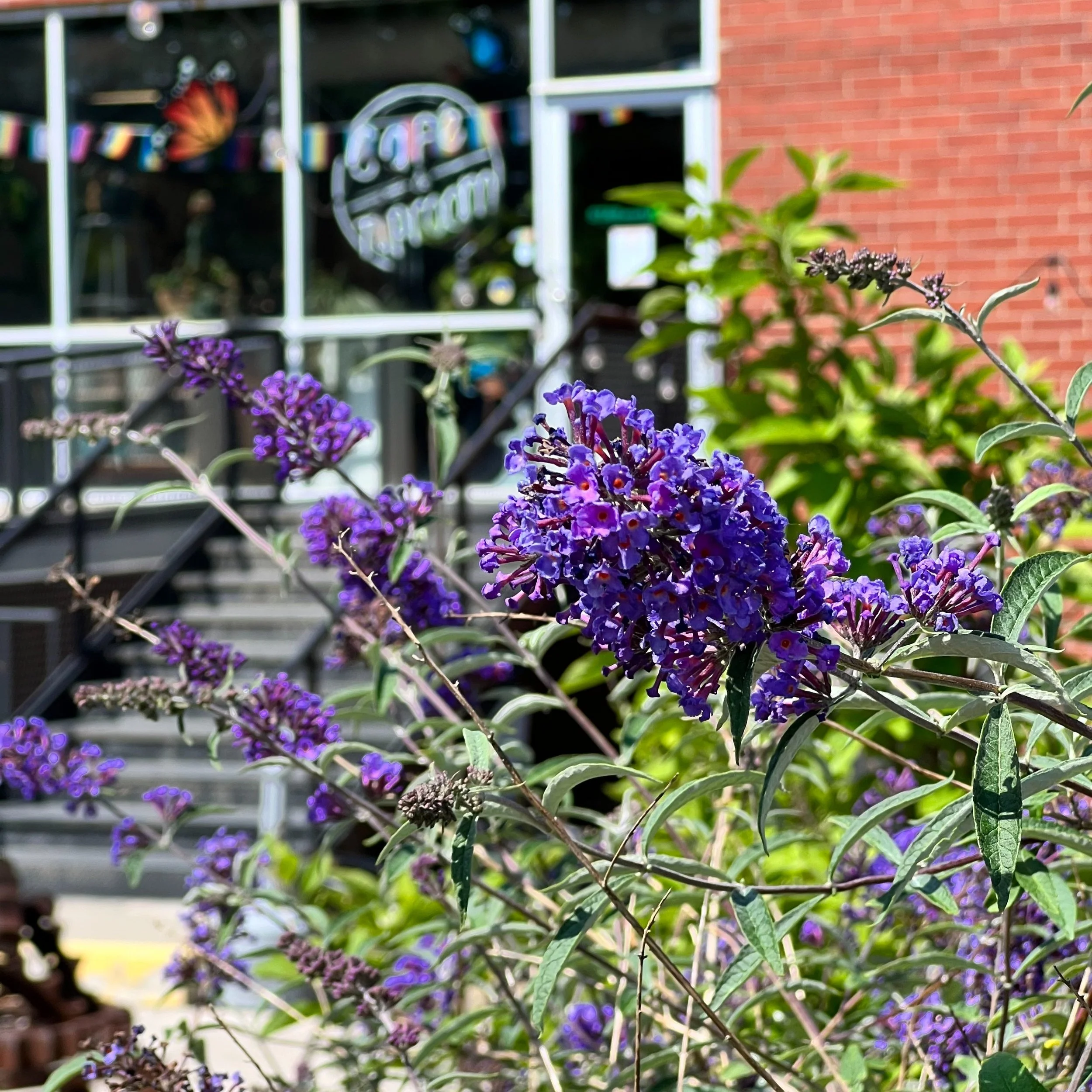 Starworks Cafe & Taproom in Star, NC (5)