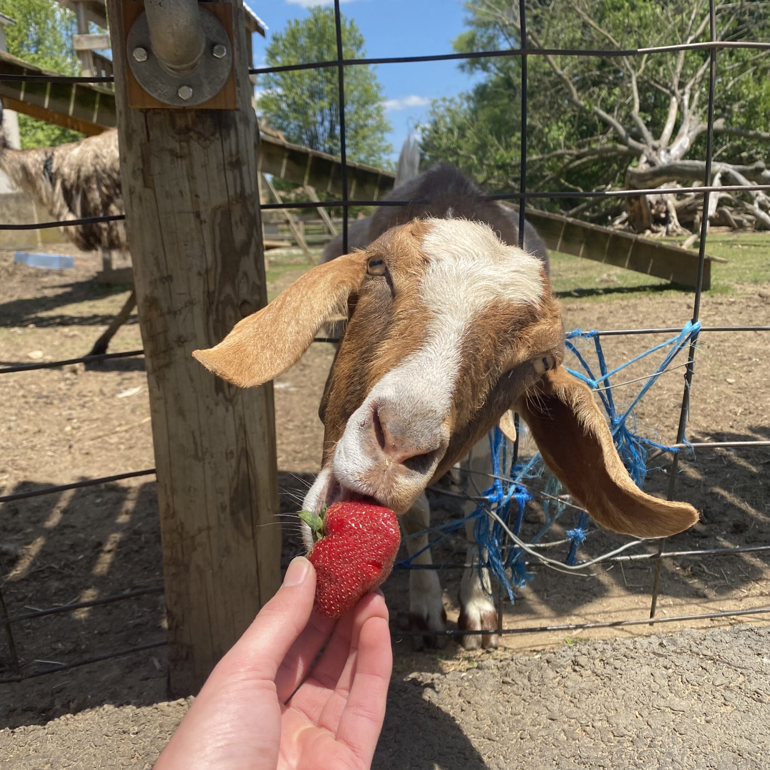 Baugher's Orchards, Farm & Bakery in Westminster, MD (2)