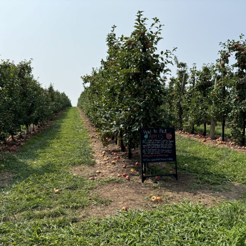 Baugher's Orchards, Farm & Bakery in Westminster, MD (5)