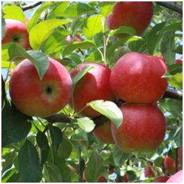 Baugher's Orchards, Farm & Bakery in Westminster, MD (6)