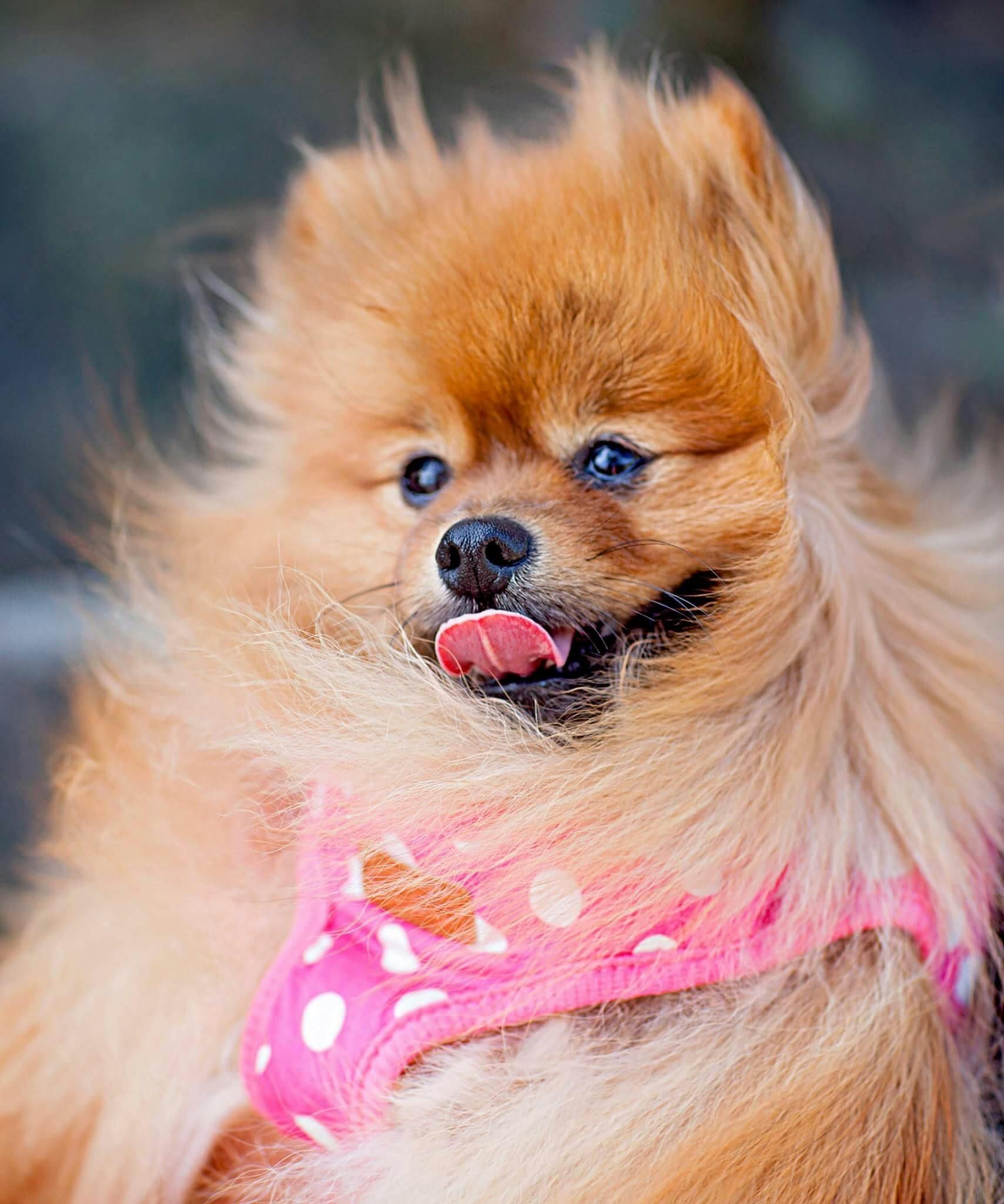 Luxe Pup Studio in Brandon, FL (6)