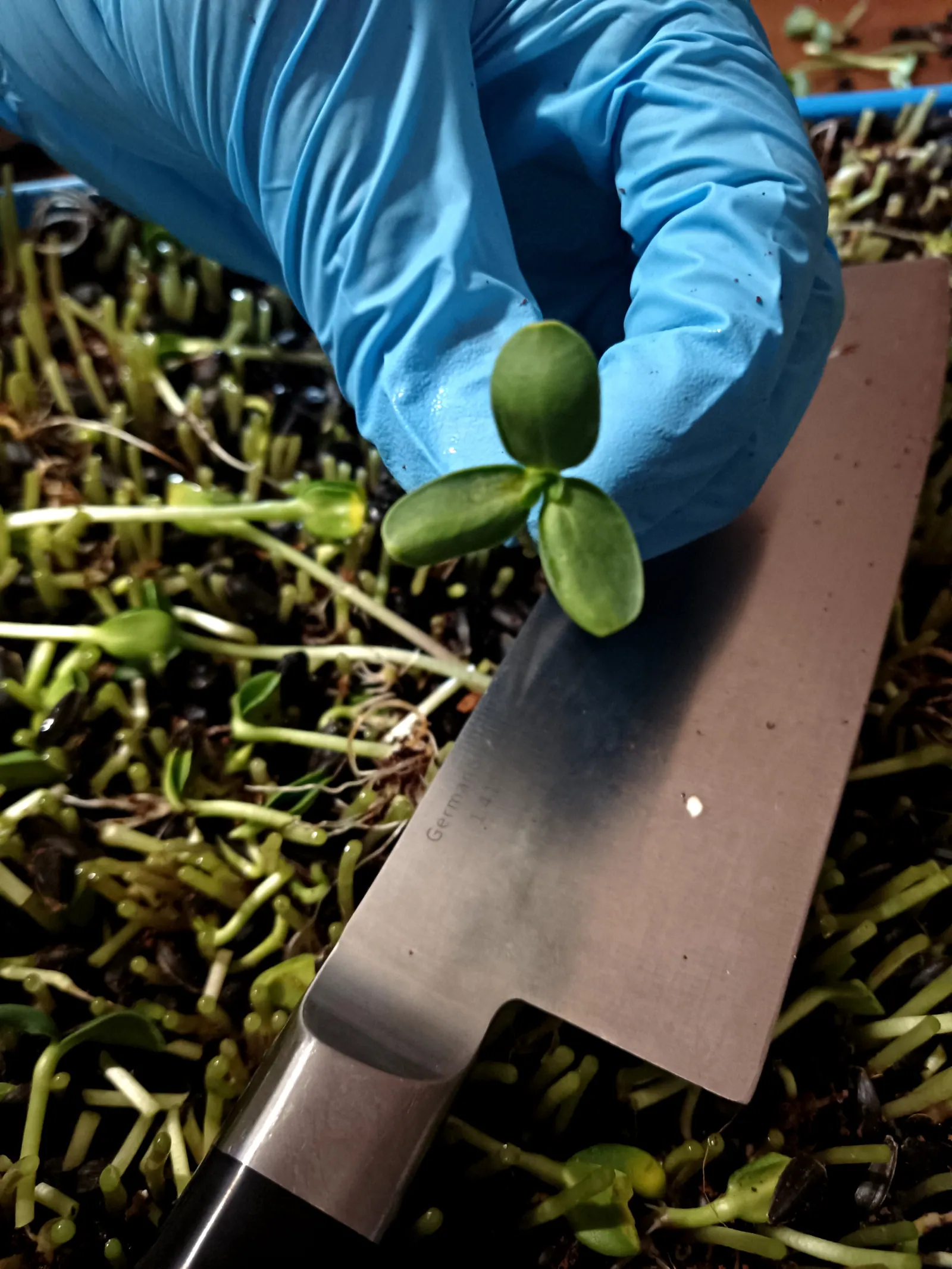 Microgreen FX in Schwenksville, PA (4)