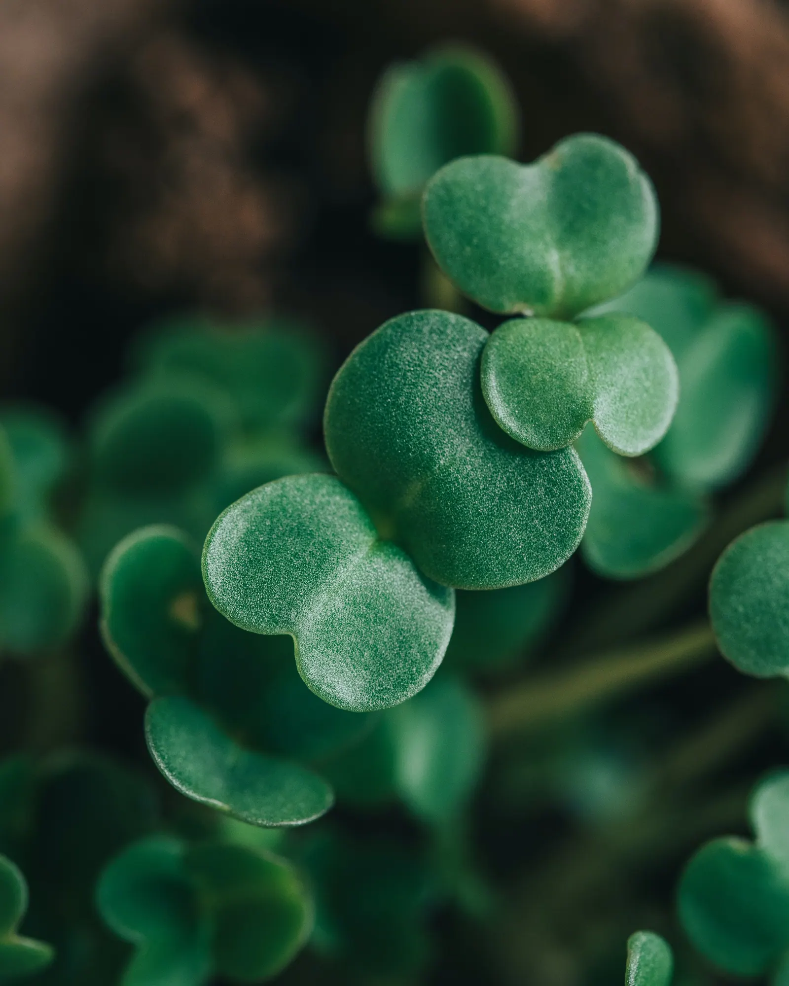 Microgreen FX in Schwenksville, PA (6)