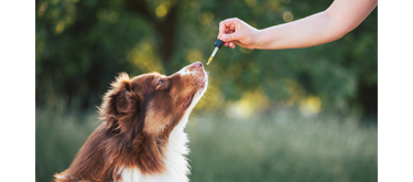 Naturalistic Wellness CBD in Canyon Country, CA (5)