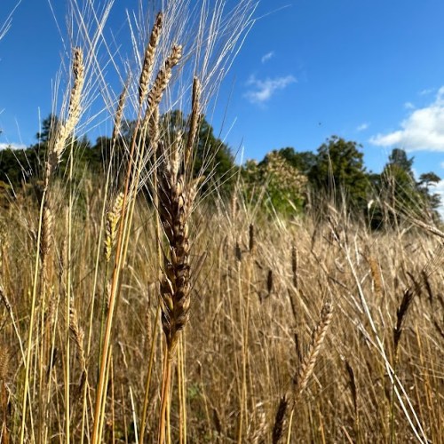Wild Ember Bread in Friendsville, MD (3)