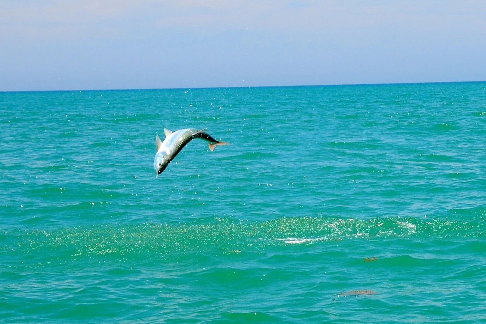Bahia Real Estate Inc in South Padre Island, TX