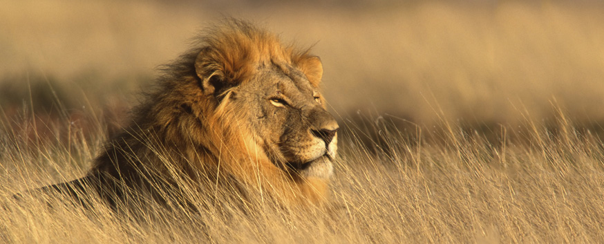 Lionheart Tax and Accounting, LLC in Fishers, IN
