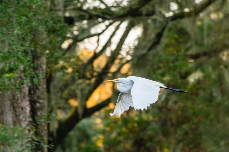 Kiawah Island Real Estate in Kiawah Island, SC (4)