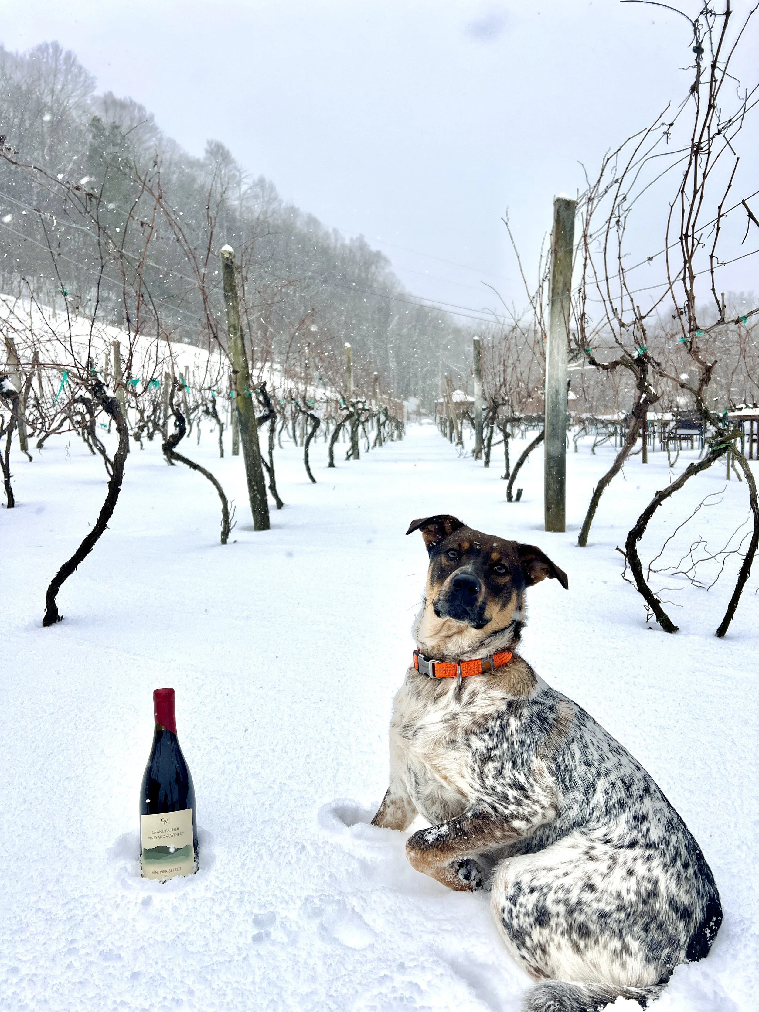 Grandfather Vineyard & Winery in Banner Elk, NC (4)