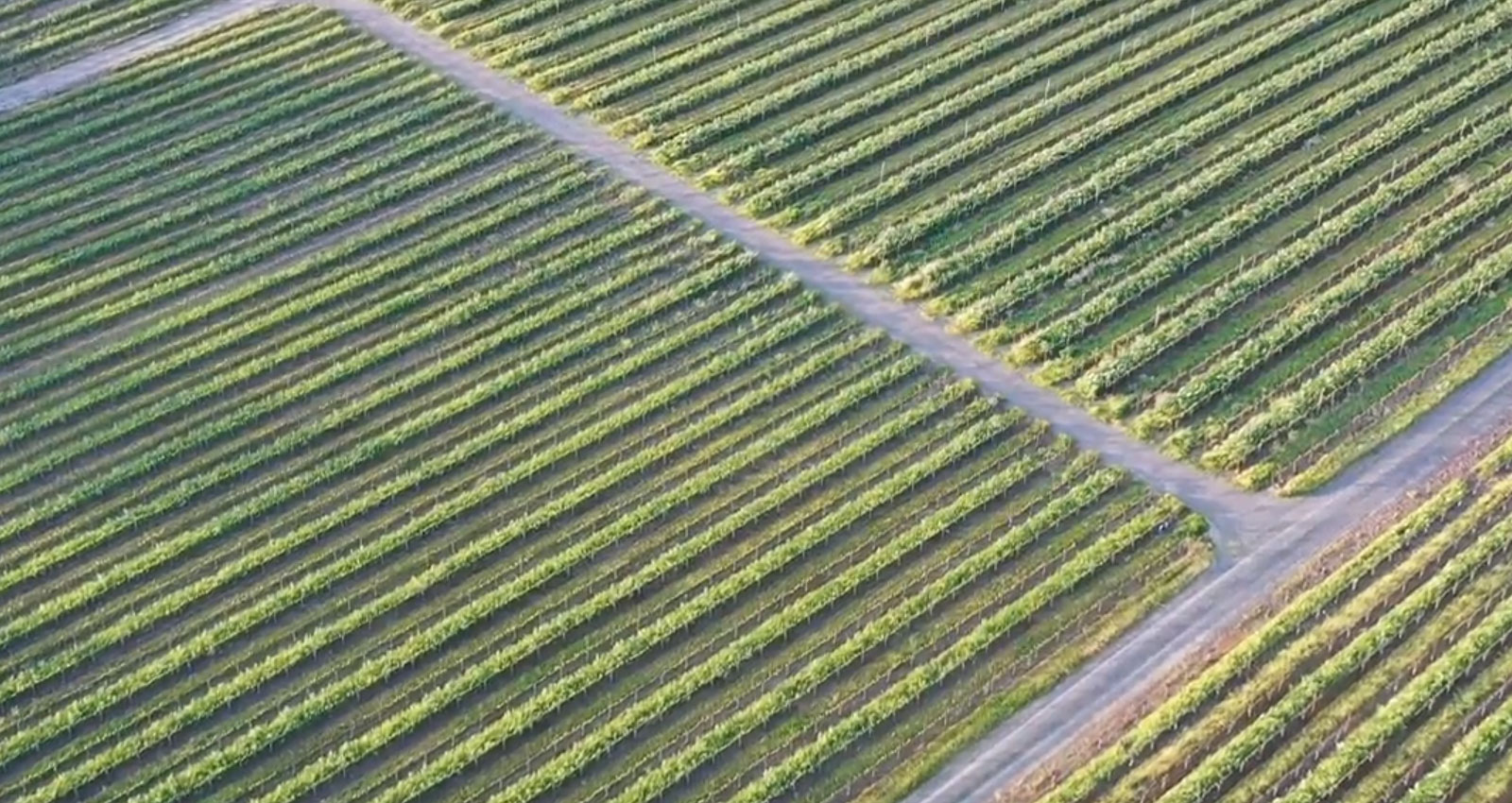 Dan Barlow Realtor in Sonoma, CA