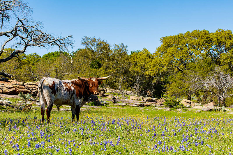 Tierra Real Estate in Gainesville, TX (3)