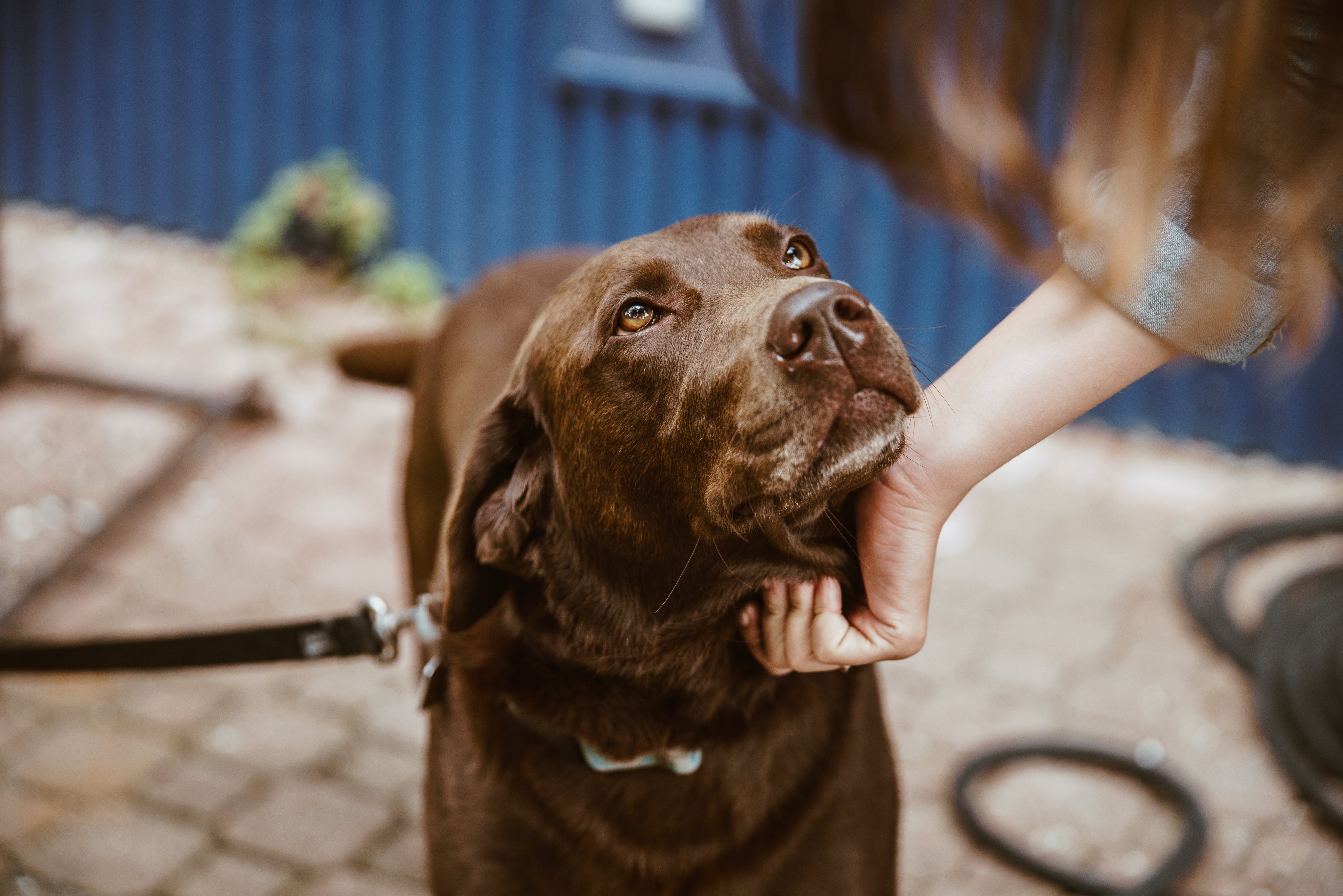 Raw Rations Pet Food & Wellness - Sauk City in Sauk City, WI