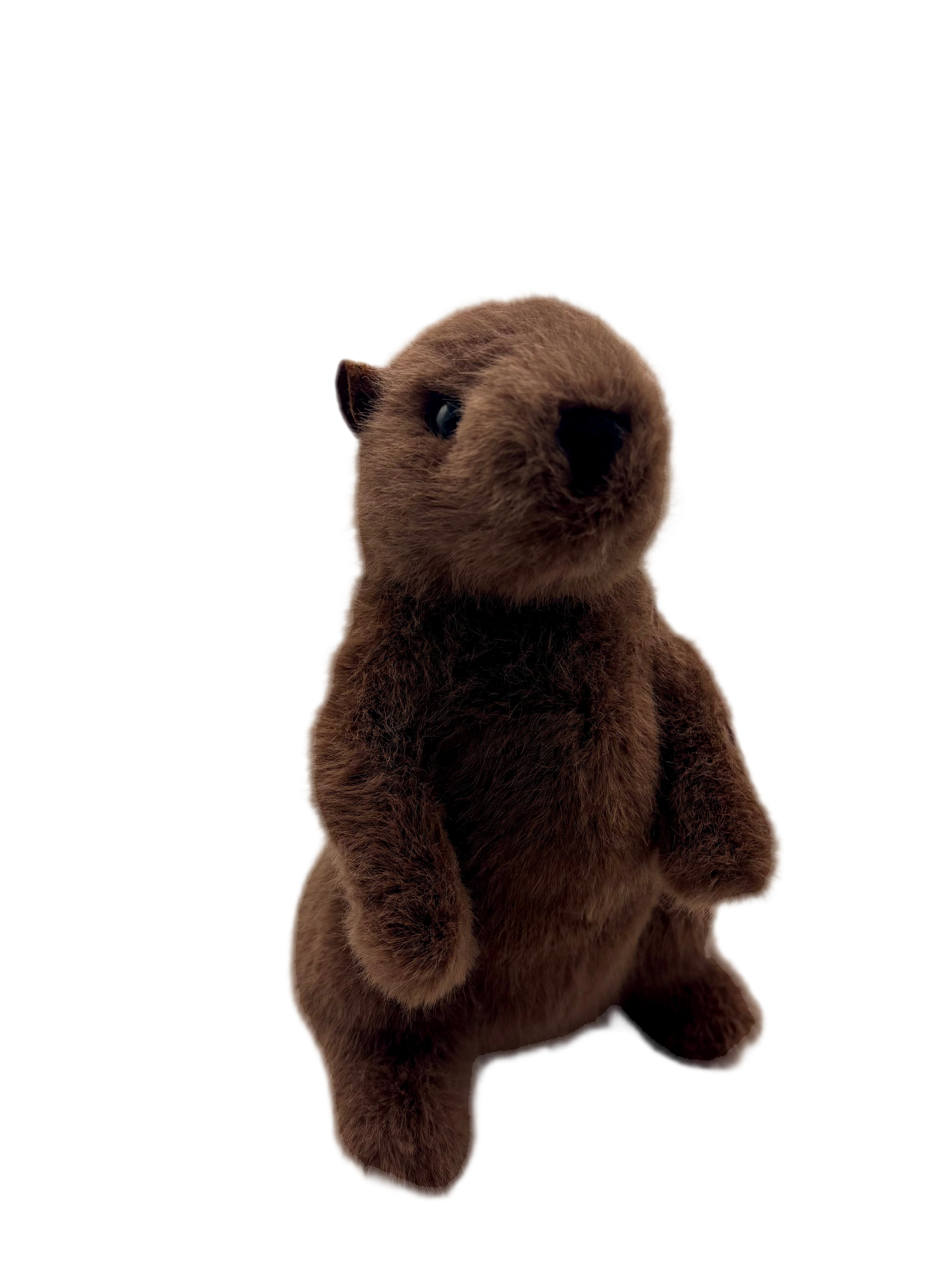 Punxsutawney Phil's Official Souvenir Shop in Punxsutawney, PA (3)
