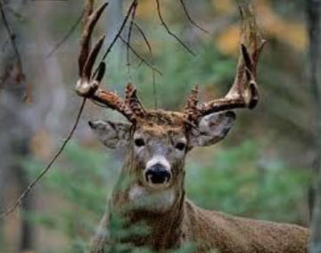 Rock Solid Archery in Haskins, OH (3)