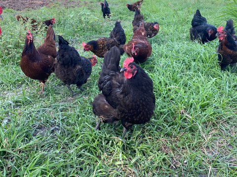 Grasso Family Farms in Vero Beach, FL