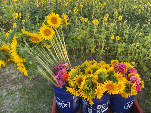 Grasso Family Farms in Vero Beach, FL (2)