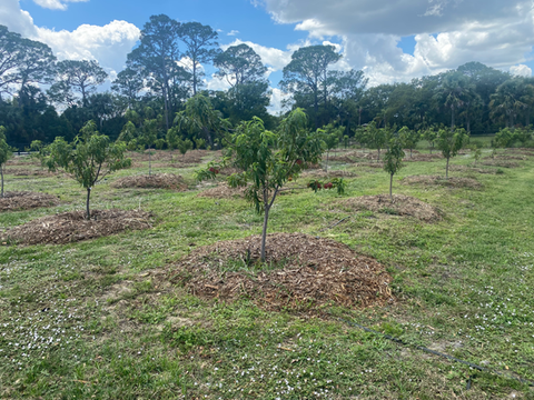 Grasso Family Farms in Vero Beach, FL (4)