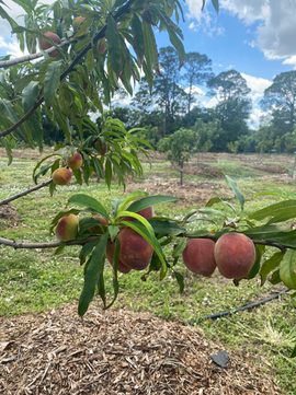 Grasso Family Farms in Vero Beach, FL (6)