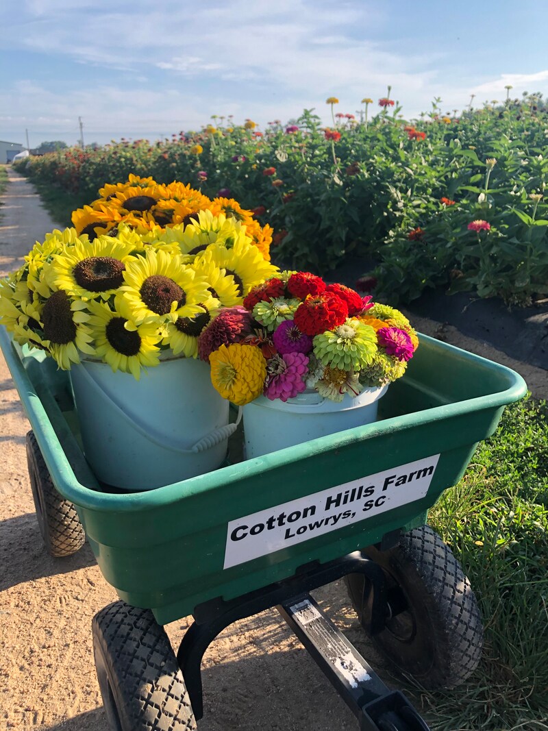 Cotton Hills Farm in Chester, SC (4)