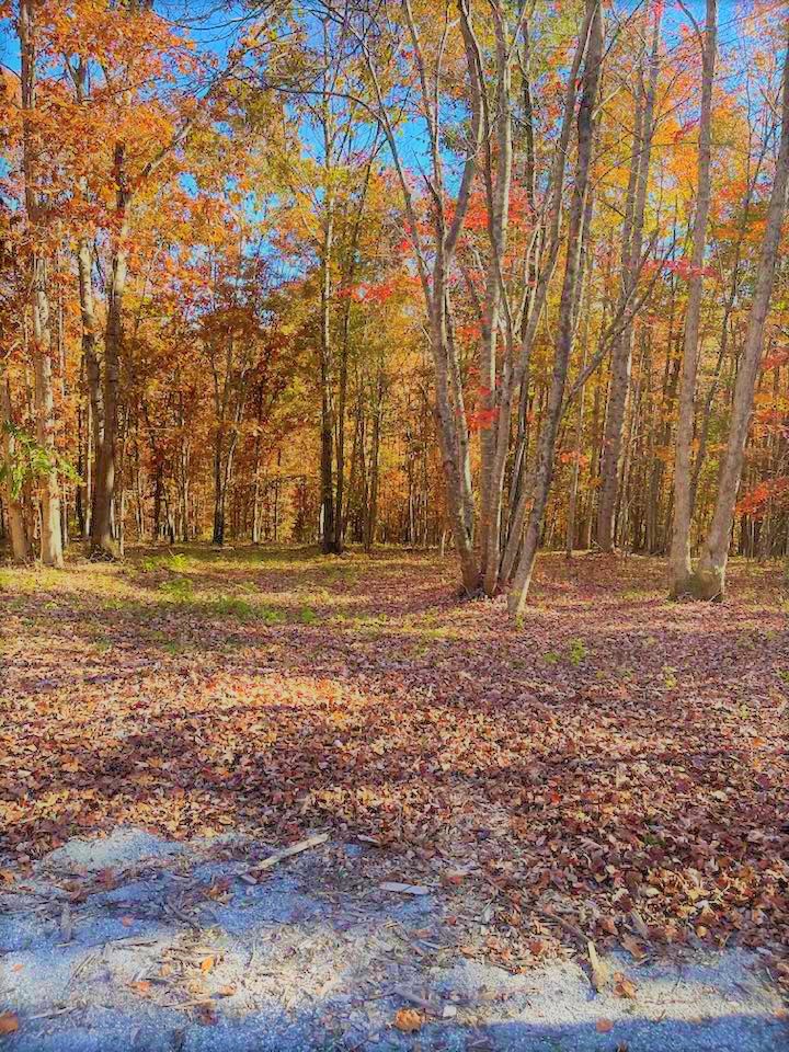 Myrna Viehman, Tryon Foothills Realty in Tryon, NC (3)