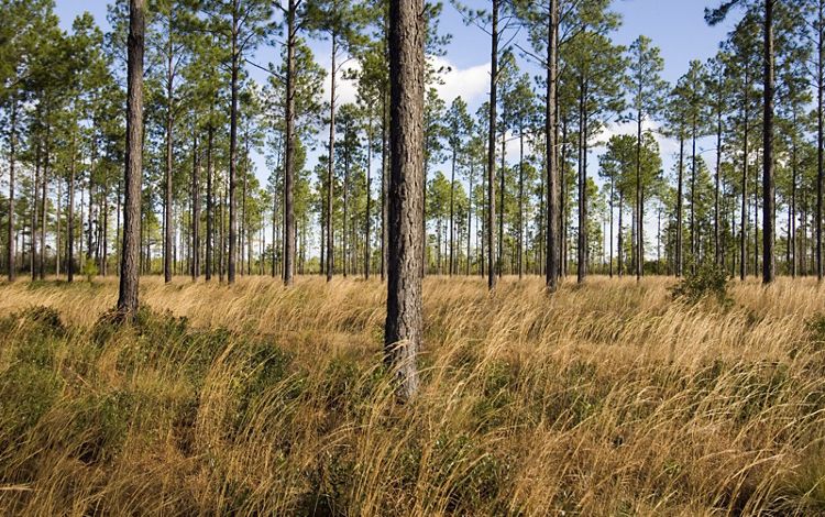 Green Swamp Preserve in Supply, NC (5)