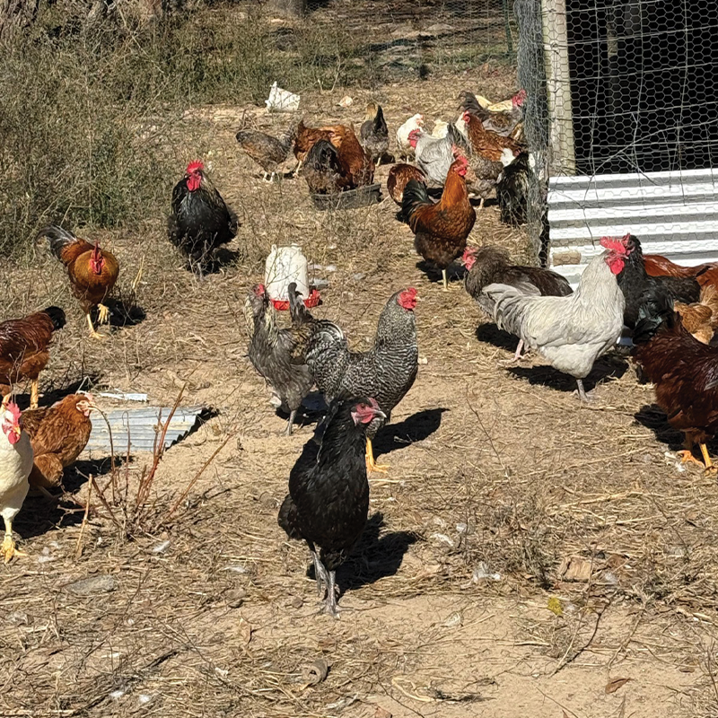 DITAWA FARM in Pittsburg, TX (3)