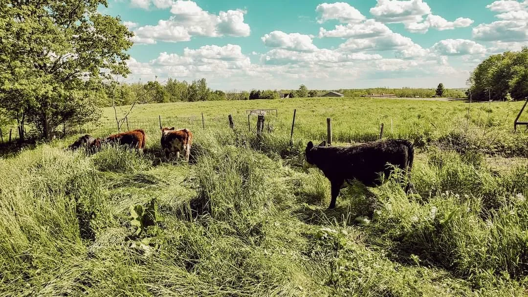 Berryhill Farm in Xenia, OH (2)