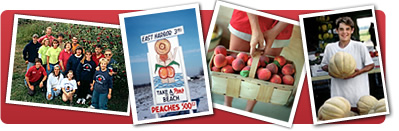 Bergman Orchards in Port Clinton, OH (2)