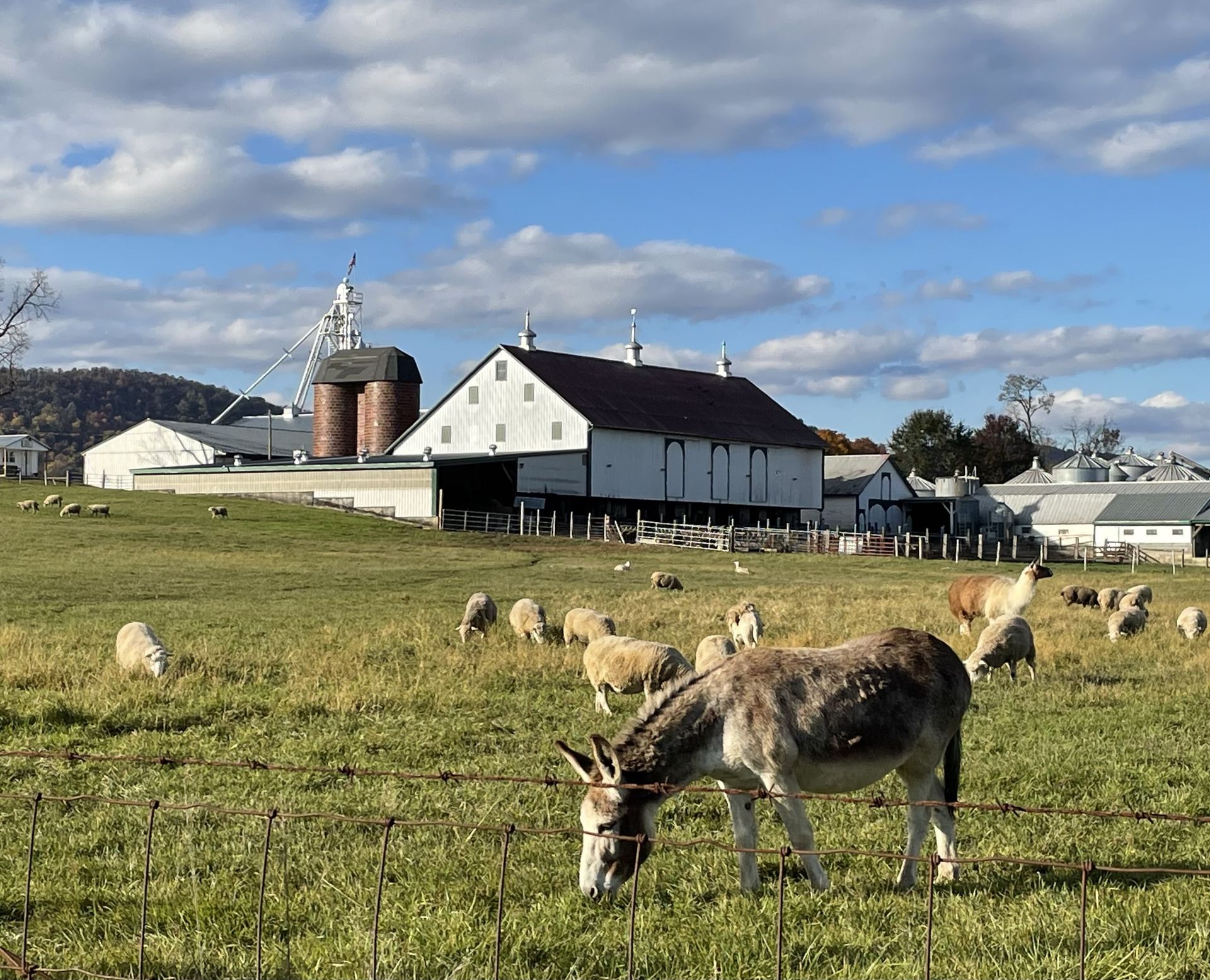 Ernst Grain & Livestock in Clear Spring, MD (4)