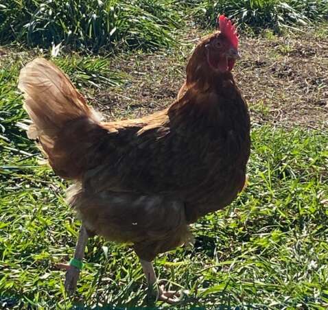 Court Family Farm in Black Creek, WI (4)