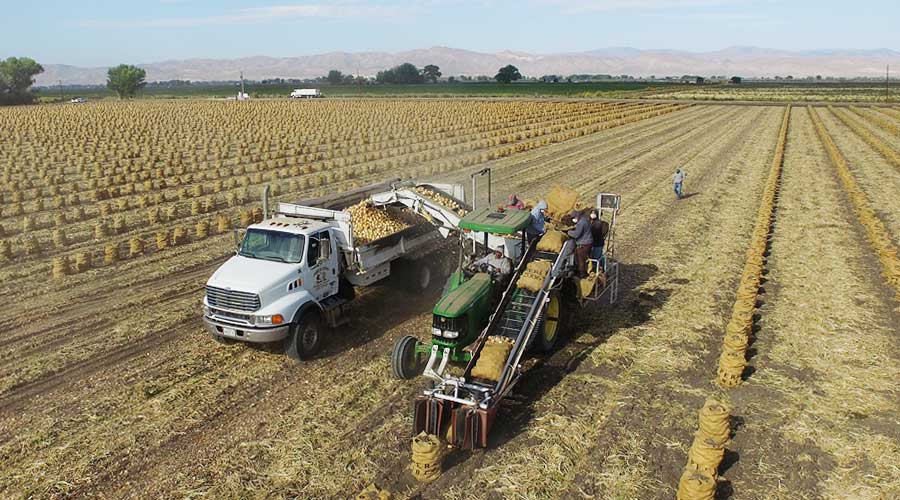 Peri & Sons Farms of California in Firebaugh, CA