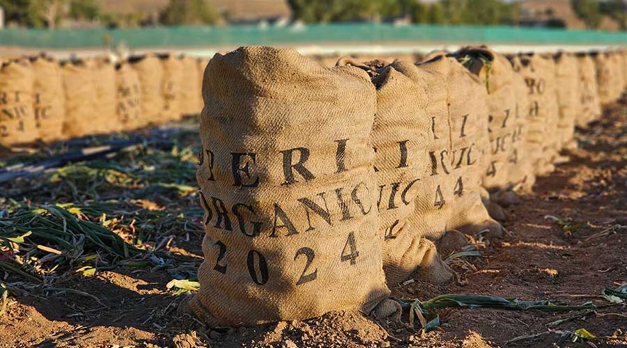 Peri & Sons Farms of California in Firebaugh, CA (3)