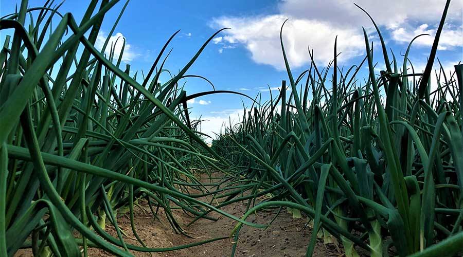 Peri & Sons Farms of California in Firebaugh, CA (4)