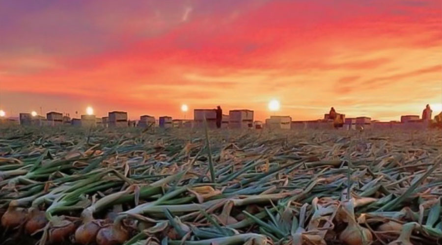 Peri & Sons Farms of California in Firebaugh, CA (6)