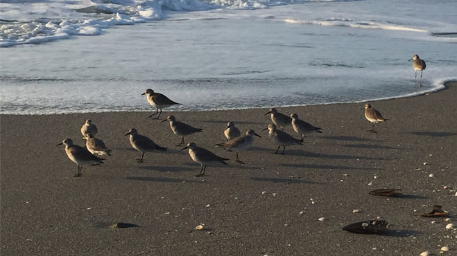 Captiva Island Real Estate Agents - The Bell Team in Captiva, FL (5)