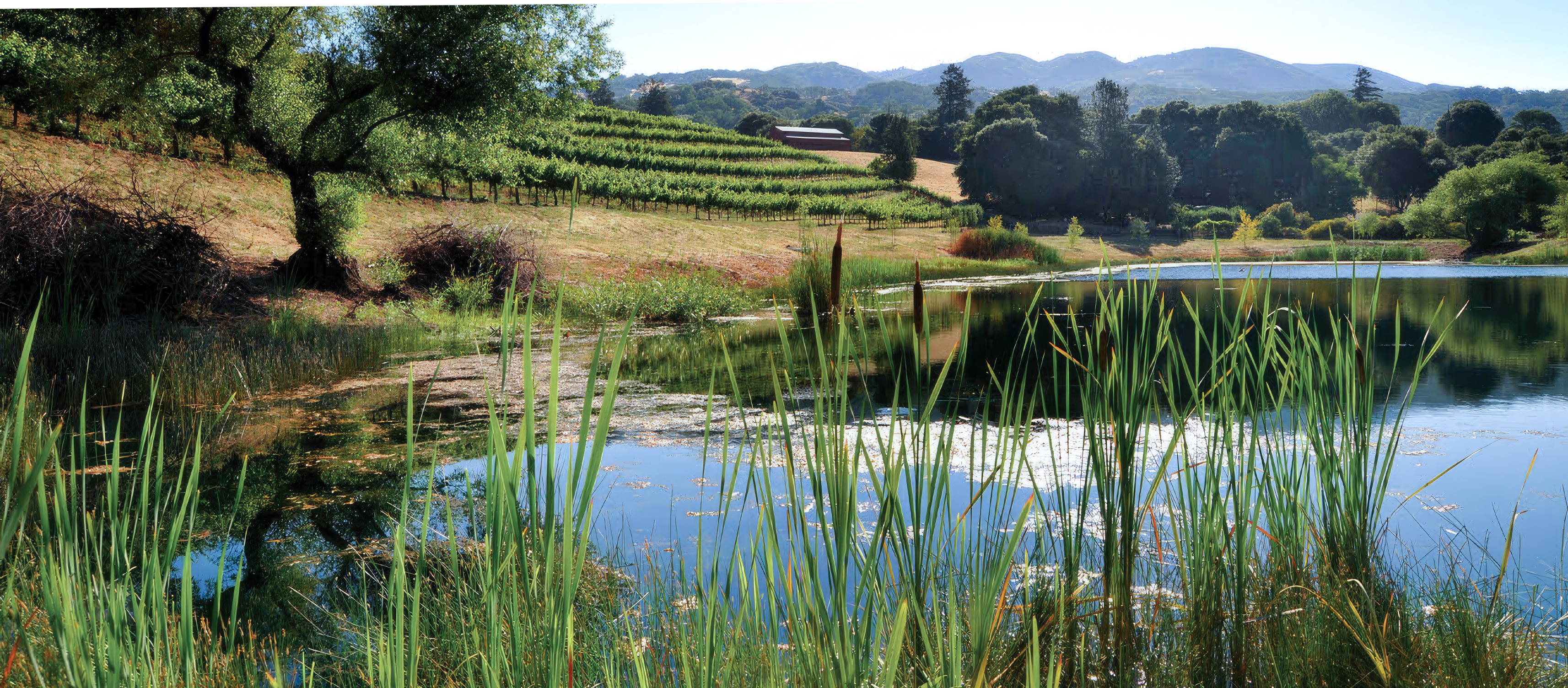 Carter Rich PC in Ukiah, CA