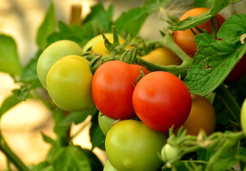 FoodiO (FoodiO Farms) in Ashland, VA (2)