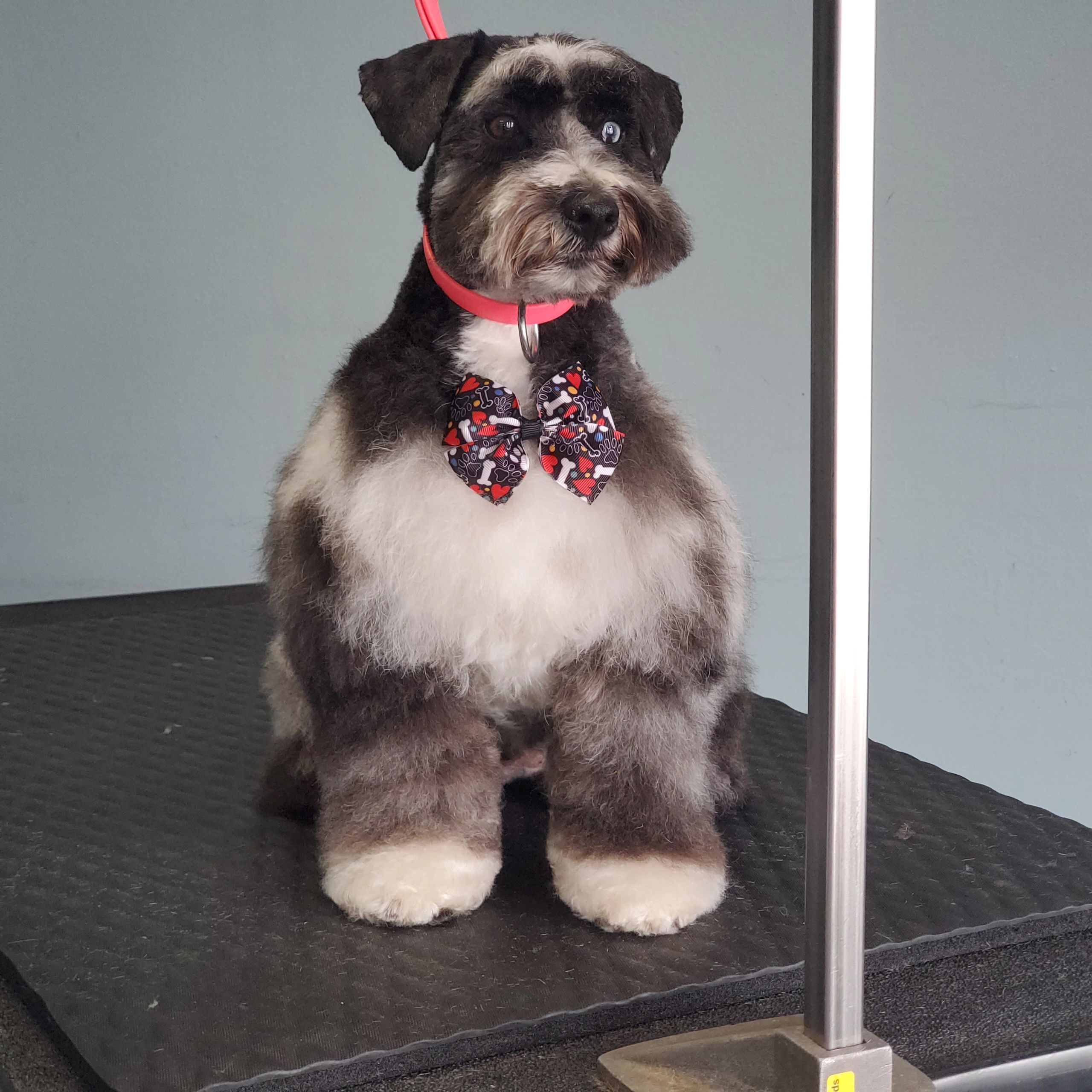 Beauty N All Paw Prints in Menomonee Falls, WI