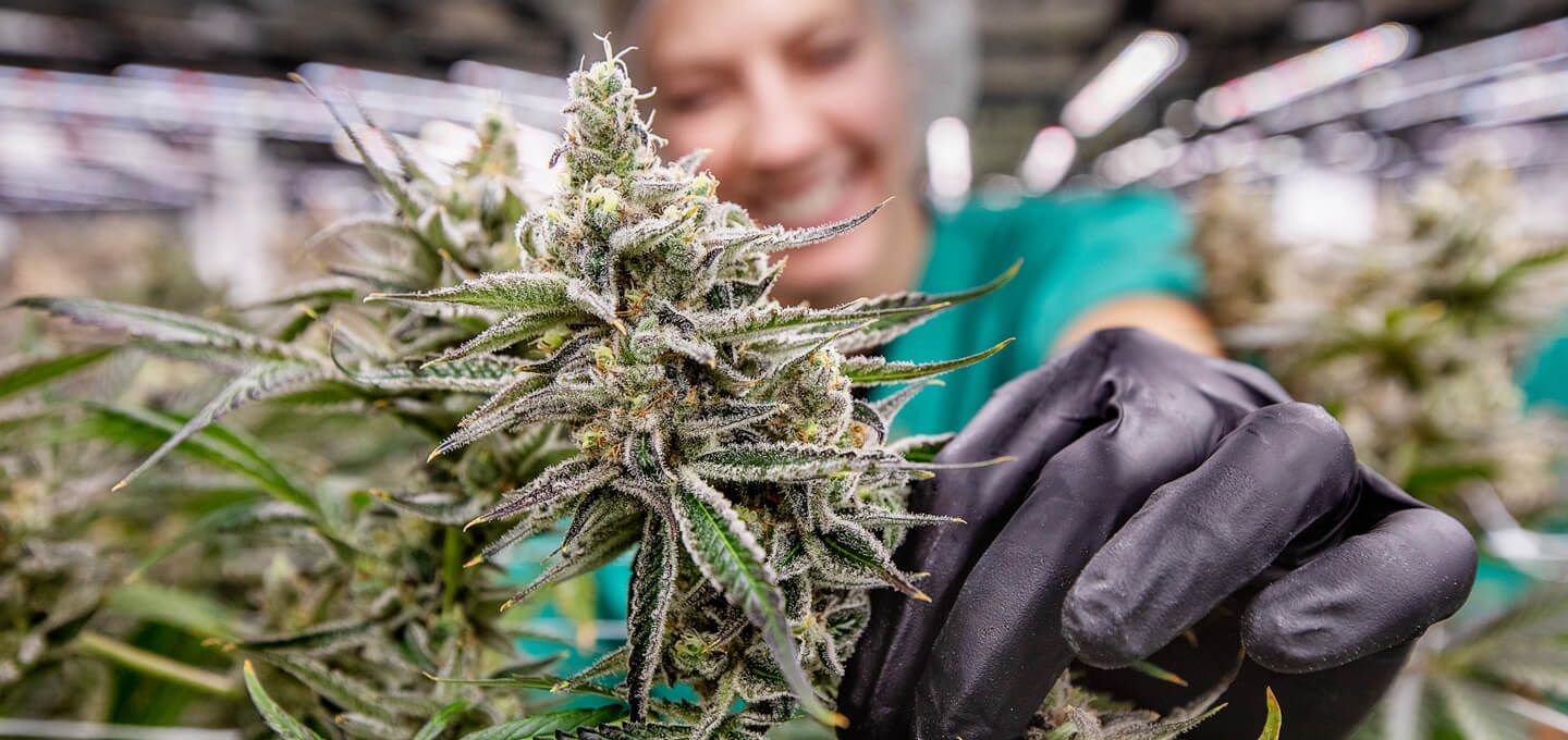 Curaleaf IL Deerfield Dispensary in Deerfield, IL