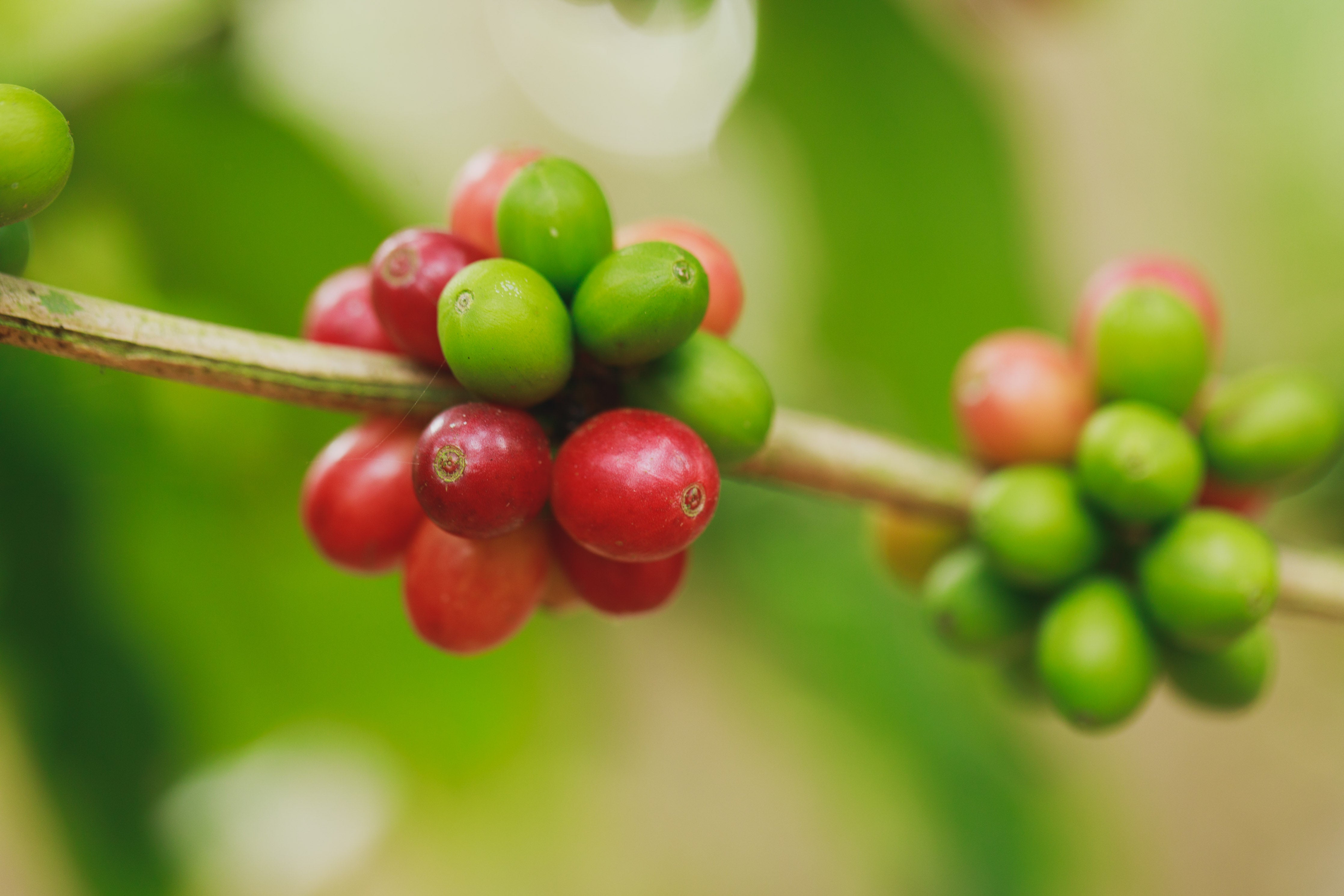 Avanti Coffee Company in St Cloud, FL (2)