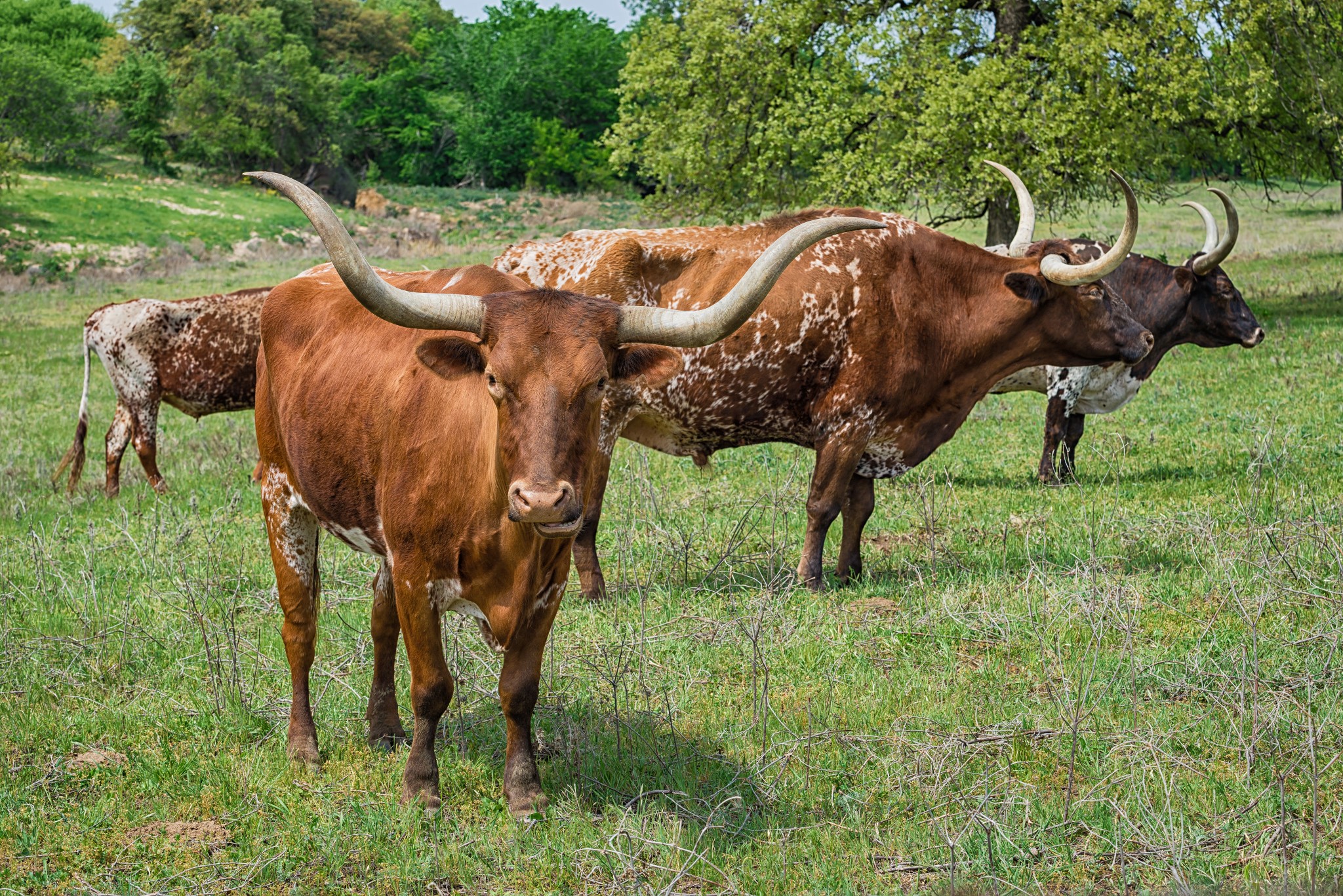 Longhorn Realty LLC in Liberty Hill, TX (4)