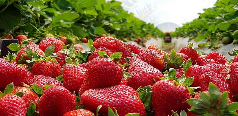 Knob Creek Orchard in Lawndale, NC (4)