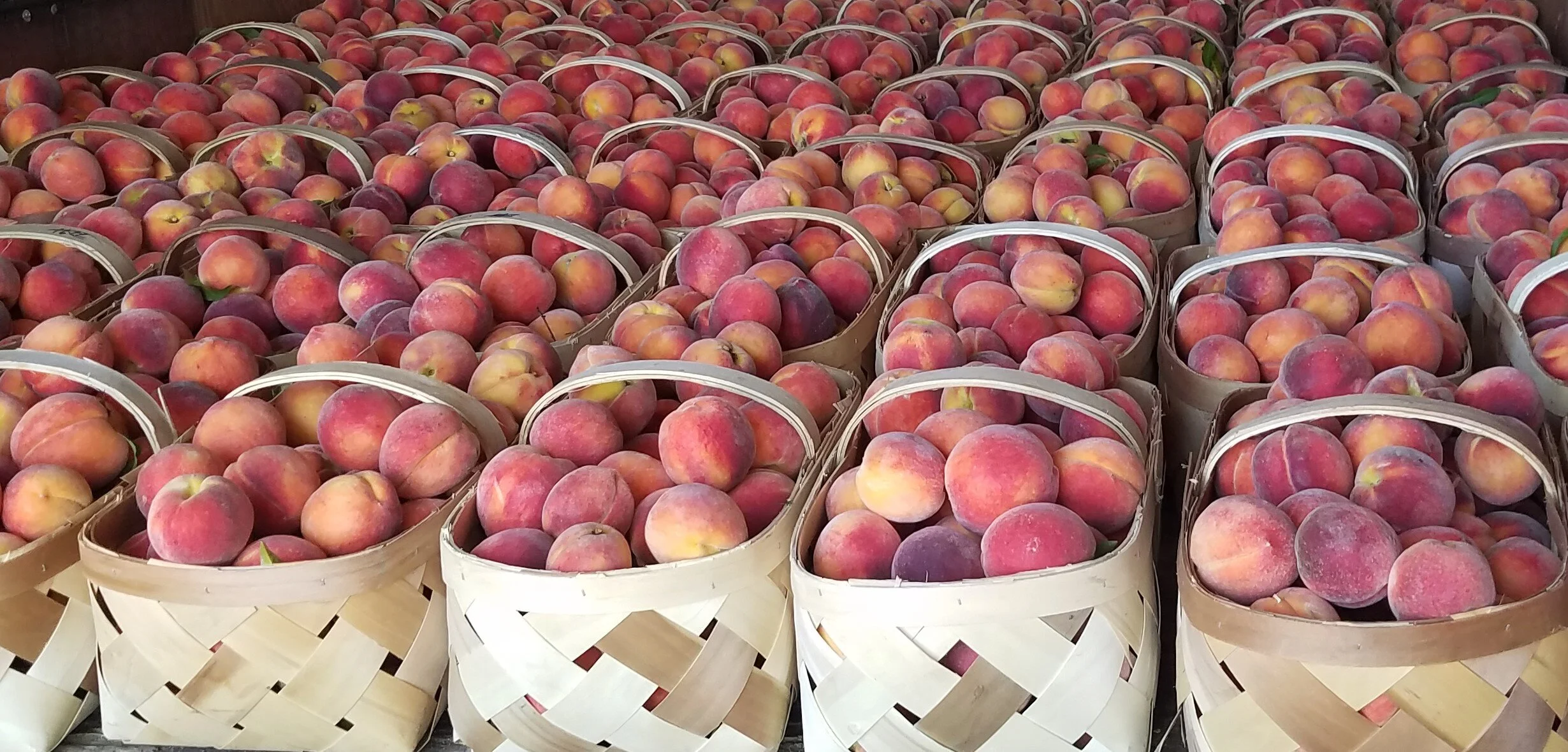 Peaches n' Cream in Wadesboro, NC (3)